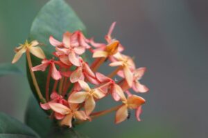 beste Reisezeit für Bolivien Klima Bolivien Klimatabellen Bolivien bei BOLIVIENline
